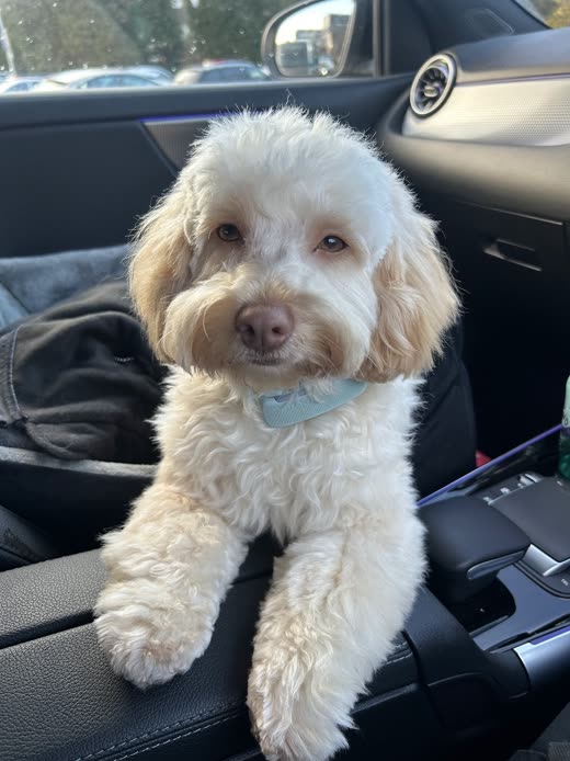 A freshly groomed cream cockapoo wearing a blue bandana after a full groom